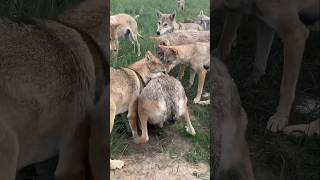 A Wolfe Pack Searching Hole wildlife wolf animals wildanimals [upl. by Sivla]