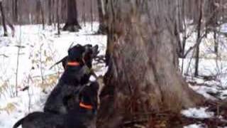 coon hounds treeing [upl. by Magel877]