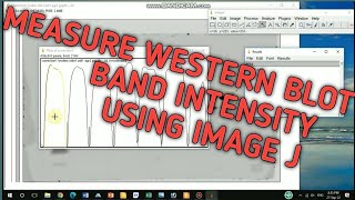 Measure western blot band intensity ll measuring band intensity using image J [upl. by Glaser863]