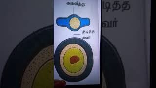 Endospore Tamil [upl. by Pedrick9]