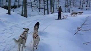 Sleddog  Rifugio al Feliceto sul Cimone [upl. by Nerti444]