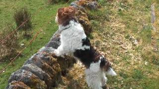 Ben Fox Terrier In Scotland 2010 HD [upl. by Samled]