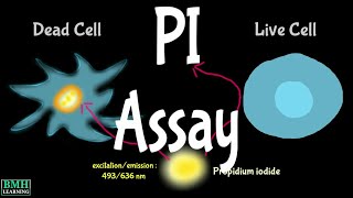 PI Assay  PI Staining  Propidium Iodide Staining  Live amp Dead Cell Staining [upl. by Papke]