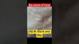 Eye worms of horse l dr umar khan [upl. by Delgado]