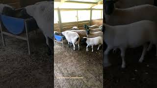 Dorper Sheep Farming agribusiness farming agriculture satisfying farmer [upl. by Bibah]