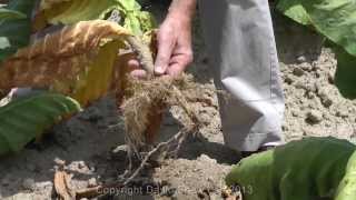 Black Shank Root Rot Symptoms [upl. by Michey]