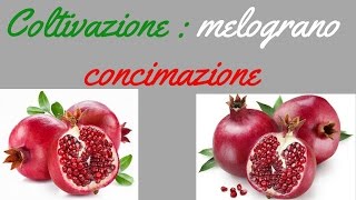 Coltivazione  melograno concimazione [upl. by Seely424]