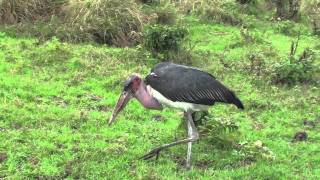 Marabou Stork Eating Flying Termites [upl. by Firehs534]