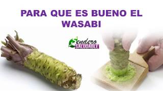 PARA QUE ES BUENO EL WASABI [upl. by Bhayani208]