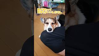 ここは俺の場所だ！と言わんばかりの面構え焦げパンコーギー コーギー犬corgi corgilife [upl. by Flannery120]