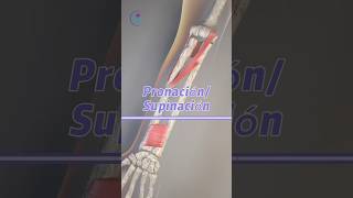 Movimientos de pronación y supinación anatomia biomecanica antebrazo [upl. by Dennie803]