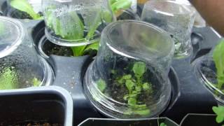 Romaine Lettuce Growth Comparison From 3 Days To One Week After Transplant [upl. by Dave]