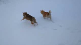 雪が降ってきた‼犬はよろこび Its snowing dog is happy [upl. by Wiatt]