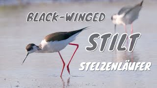 Blackwinged Stilt Himantopus himantopus  Stelzenläufer [upl. by Barthel]