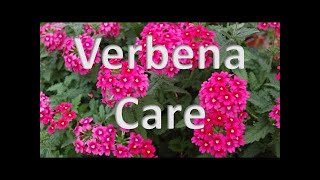 The Best Pot for Grow Verbena Vlogsforplants verbenacare [upl. by Andromede]