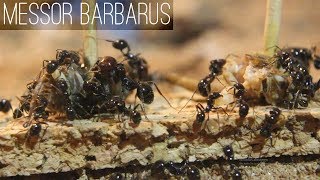 Messor barbarus  Das Erwachen nach dem Winter [upl. by Artemla]