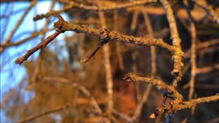 Alder Buckthorn Frangula alnus  buds amp branches  January 2018 [upl. by Elin]