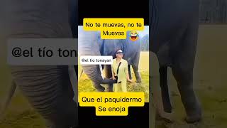 no te muevas mija el paquidermo se enoja viralvideos reels comédia comedy shortvideo [upl. by Natfa631]