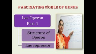 lac operon  structure of operon lac repressor [upl. by Kilan]