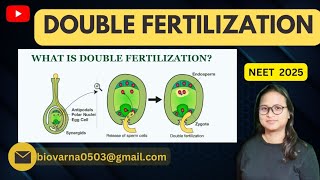 DOUBLE FERTILISATION IN FLOWERING PLANTS [upl. by Asle]