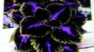 10 different types of coleus plantColeus plant varietiesBlooming Garden [upl. by Madonna]