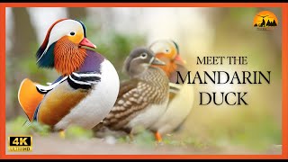 Discover the Stunning Mandarin Duck  Mandarin Duck Magic [upl. by Gorlicki]