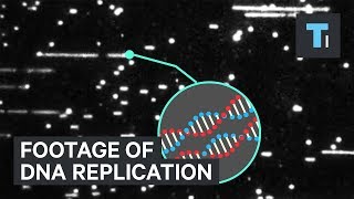 First ever closeup footage of DNA replication will have experts rewriting science textbooks [upl. by Edin155]