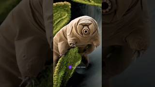 Water bear 🤯 shorts viralvideo [upl. by Orhtej598]