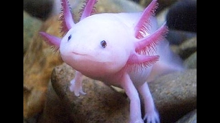 AXOLOTL AKVARYUM KURULUMU 4K [upl. by Sira659]