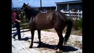 Quarter Horse Before Laminil Treatment for Laminitis [upl. by Rubin521]