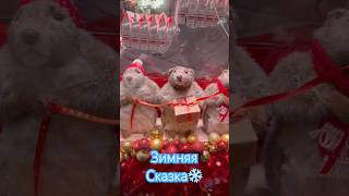 Зимняя сказкаДух Рождества lastchristmas christmas music merrychristmas shorts [upl. by Yttak448]