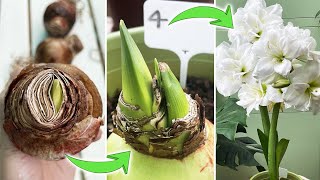 4 Methods to Plant Amaryllis Hippeastrum Bulbs  Which One Grows Fastest Part 1 Turn on CC [upl. by Dianemarie888]