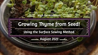 The Secret 🗝️ to Starting Thyme Seeds 🌿 Higher Germination Rate [upl. by Sharp]