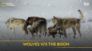 Wolves VS The Bison  Americas National Parks  हिन्दी  Full Episode  S1E6 National Geographic [upl. by Sylvanus683]