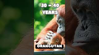 How Long Do Orangutans Live [upl. by Hgielyak118]