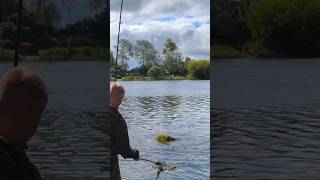 Carp fishing in weed at linear fisheries fishing fish carp carpfishing angling shorts [upl. by Kendal]