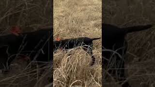 Pheasant Hunting fypage outdoors hunting wildlife newmexico dogs wildbirds sports [upl. by Crescentia]