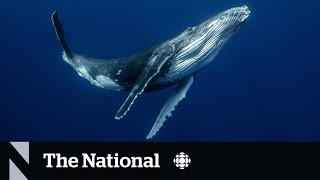 Whale are struggling to hear each because of human noise study suggests [upl. by Nostets75]