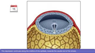 The Process of Gastrulation [upl. by Omidyar364]