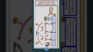 Energy Flow Through Different Trophic Levels [upl. by Nyrmak236]