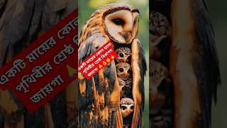 মায়ের কোল হলো পৃথিবীর শ্রেষ্ঠ নিরাপদ জায়গা।Mothers lap is the safest place in the world।। shorts [upl. by Rehotsirk288]