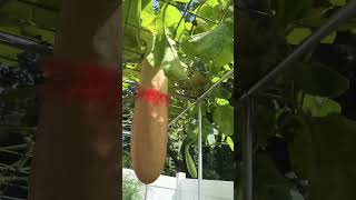 Spaghetti Squash amp Trombetta squash 种植砍瓜 意不利瓜不修枝叶子不结多瓜relaxingmusic gardening gardentourgarden [upl. by Teerpnam]