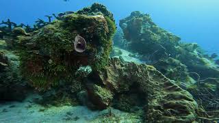 Cozumel Drift Dive  Beautiful Marine Life and Formations [upl. by Aylatan937]