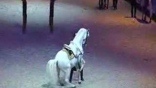 Levade  Classical riding  Spanish Riding School [upl. by Emarie]