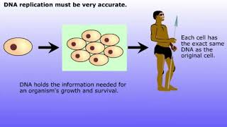 Replication of DNA [upl. by Xenia]