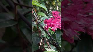 Clerodendrum thomsoniae nature gardening youtubeshorts viralshorts reels plants flowers [upl. by Hanafee372]