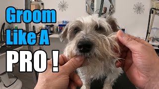 STEP BY STEP  Knotted Schnauzer Grooming [upl. by Yhtorod]