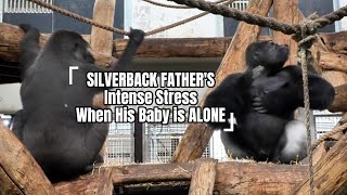 Silverback Father’s Intense Stress When His Baby Is Alone [upl. by Upshaw]