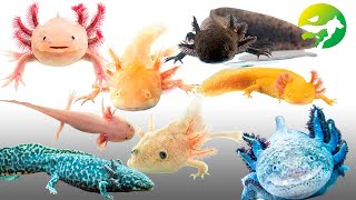 Learn The Axolotl Classification  Characteristics of Animals [upl. by Seniag]