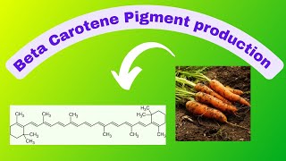 Beta CaroteneIndustrial production of Beta CaroteneStructureExtraction processdevelopment [upl. by Un868]